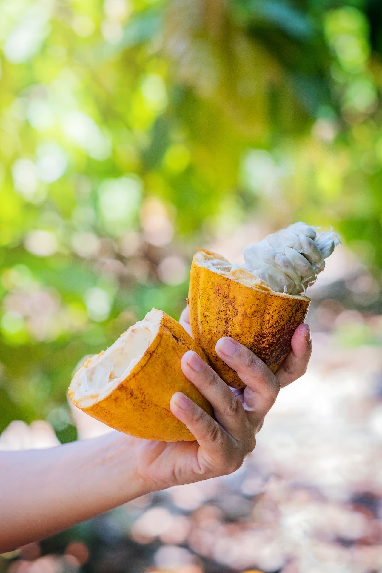 Mazorca de cacao ecuatoriano abierta mostrando el cacao en baba