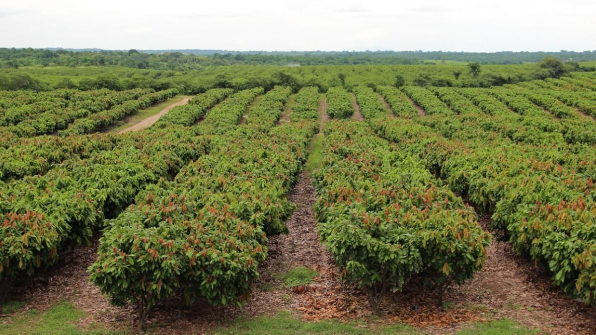 Vista aérea de una plantación de cacao en Ecuador