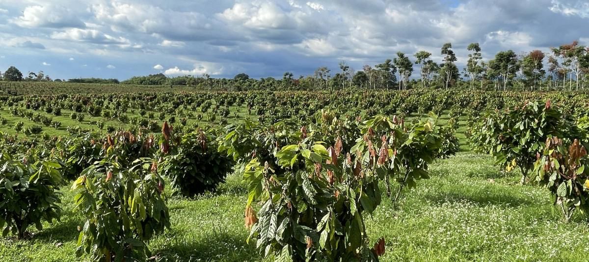 Cultivo de cacao en zona productora ecuatoriana