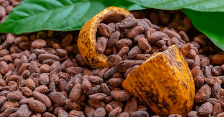 Cacao convencional en grano — fotografía de referencia, reemplazable por imagen oficial de Global Cocoa