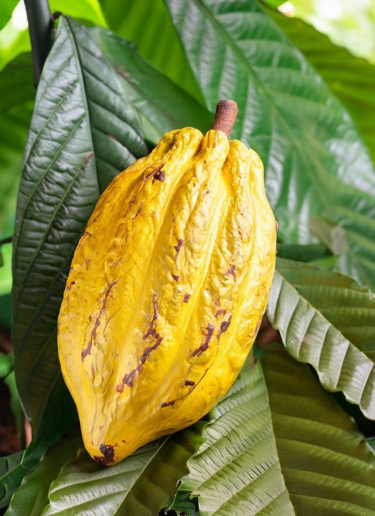 Cacao certificado en grano — fotografía de referencia, reemplazable por imagen oficial de Global Cocoa